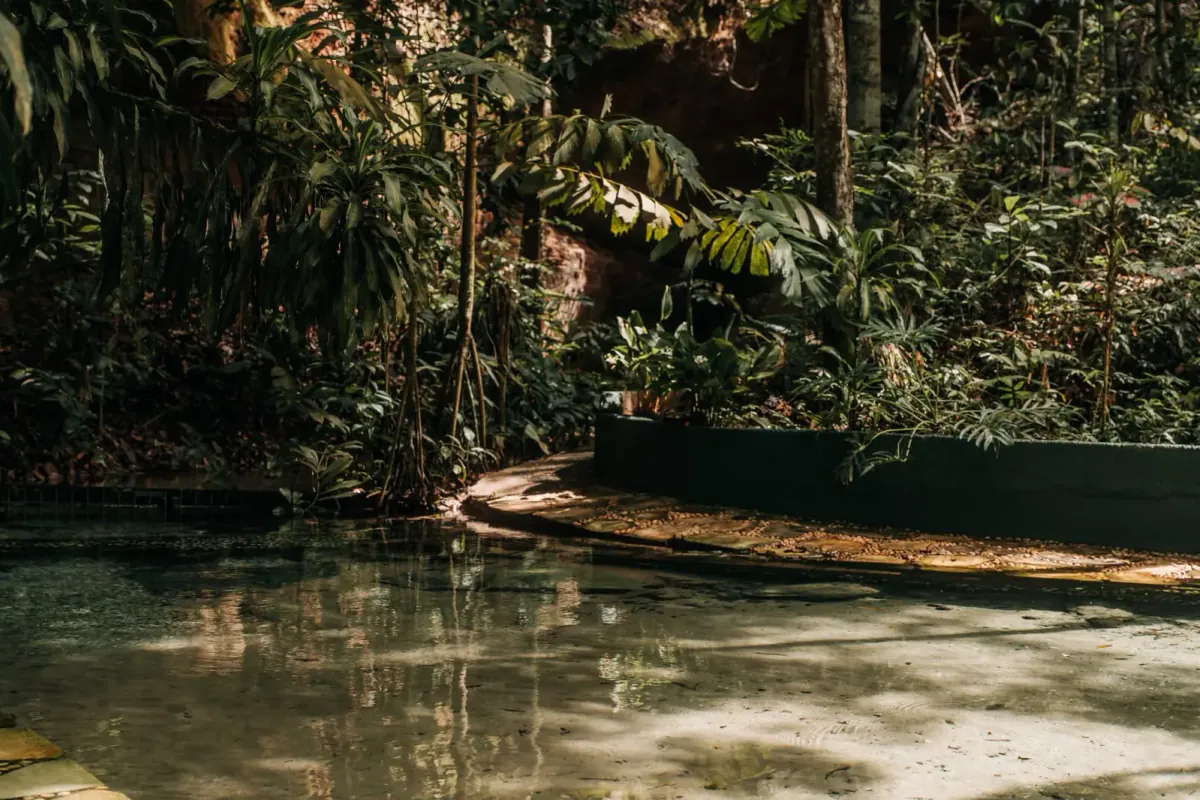 A natural reflecting pool surrounded by dense tropical vegetation